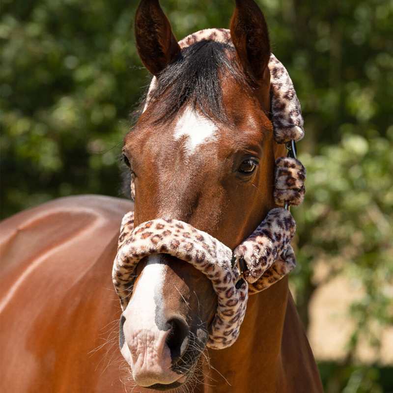 QHP Special Edition Alaska Headcollar - Panther-1